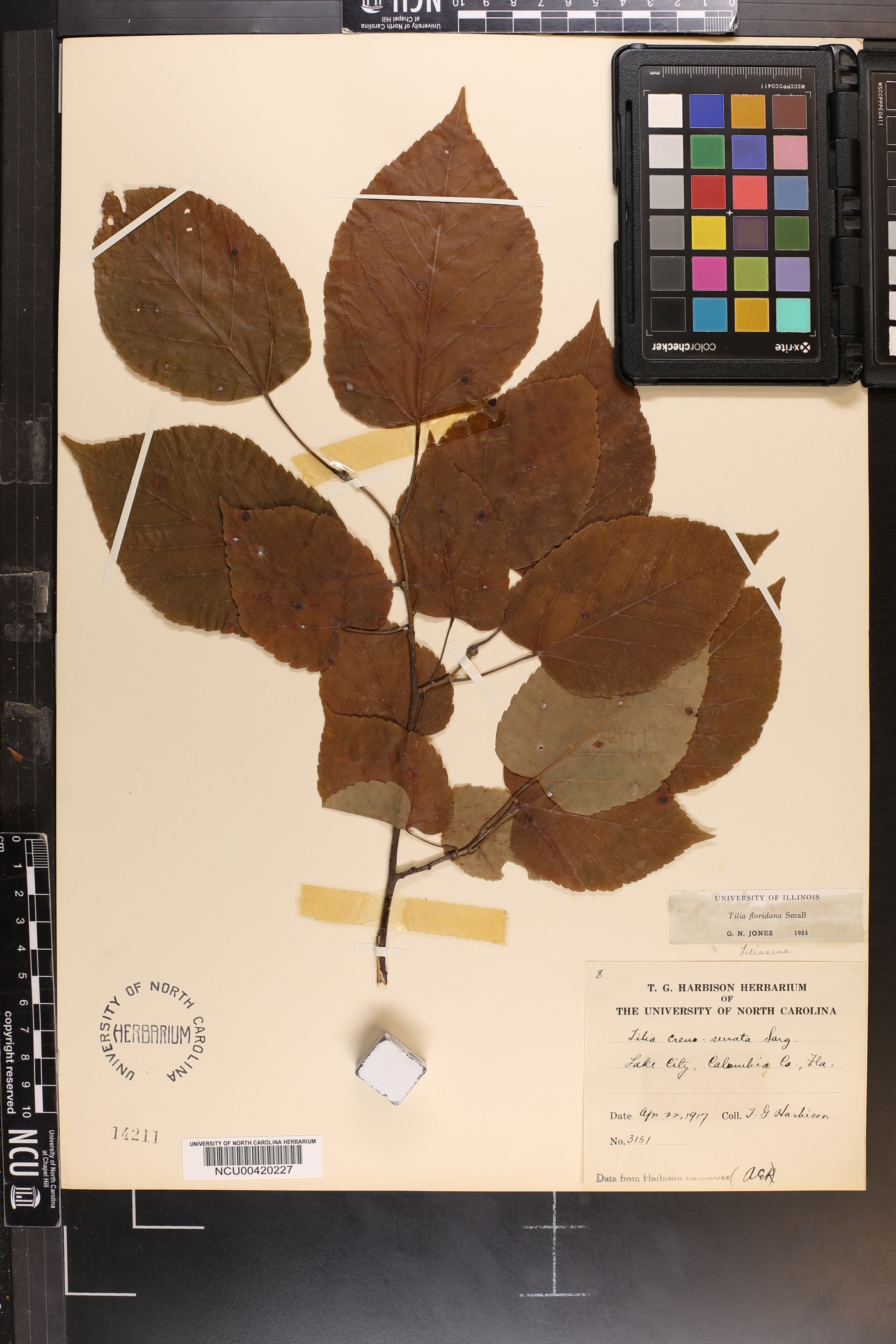 Tilia americana var. caroliniana image