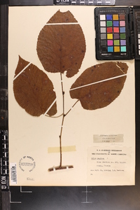 Tilia americana var. caroliniana image