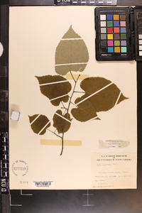 Tilia americana var. caroliniana image