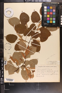 Tilia americana var. caroliniana image
