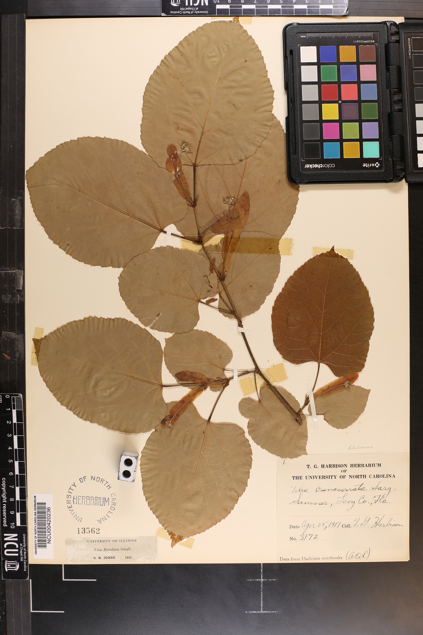 Tilia americana var. caroliniana image