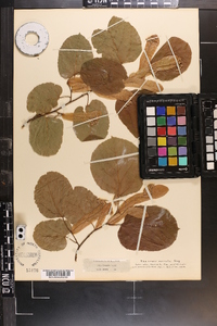 Tilia americana var. caroliniana image