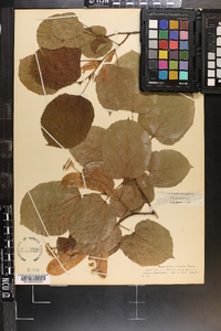 Tilia americana var. caroliniana image