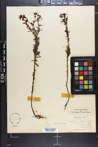 Hypericum cistifolium image
