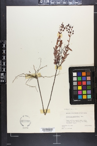 Hypericum cistifolium image