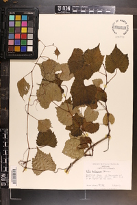 Vitis baileyana image