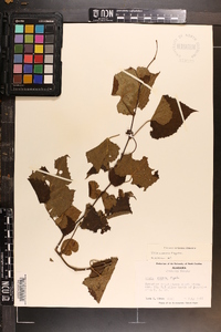 Vitis cinerea image