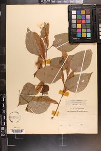 Tilia americana var. caroliniana image