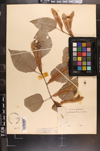 Tilia americana var. caroliniana image