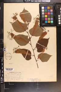 Tilia americana var. caroliniana image