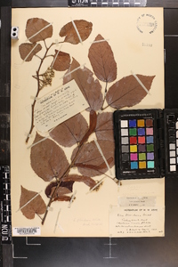 Tilia americana var. caroliniana image