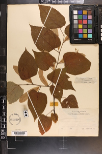 Tilia americana var. caroliniana image