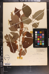 Tilia americana var. caroliniana image