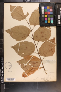 Tilia americana var. caroliniana image