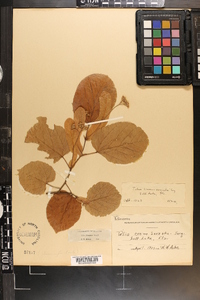 Tilia americana var. caroliniana image