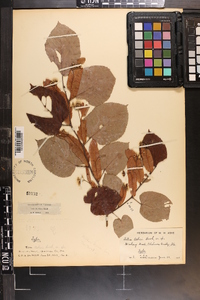 Tilia americana var. caroliniana image