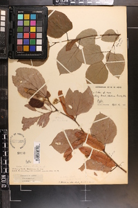 Tilia americana var. caroliniana image