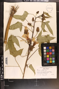 Hibiscus militaris image