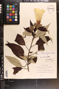 Hibiscus moscheutos image