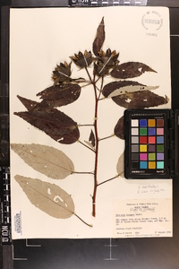 Hibiscus moscheutos image