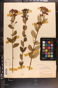 Hypericum nudiflorum image