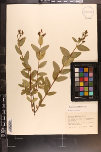 Hypericum nudiflorum image