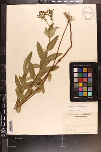 Hypericum nudiflorum image