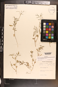 Vicia minutiflora image