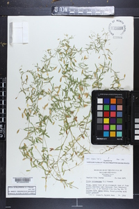 Vicia tetrasperma image