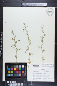 Vicia tetrasperma image