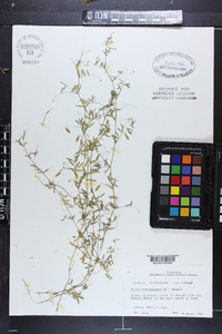 Vicia tetrasperma image