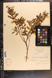 Hypericum prolificum image