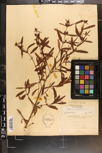 Hypericum prolificum image