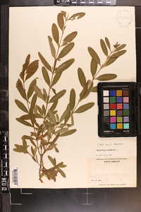 Hypericum prolificum image