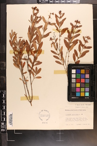 Hypericum prolificum image