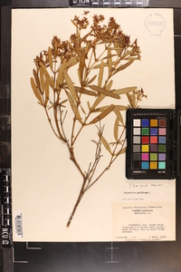 Hypericum prolificum image