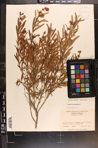 Hypericum prolificum image