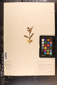 Hypericum prolificum image