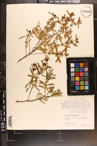 Hypericum prolificum image