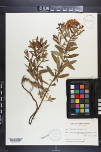 Hypericum lobocarpum image