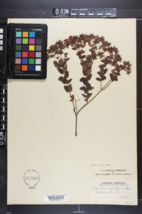 Hypericum myrtifolium image