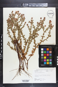 Hypericum myrtifolium image