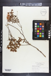 Hypericum myrtifolium image