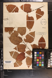 Tilia americana var. caroliniana image
