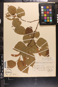 Tilia americana var. caroliniana image