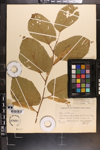 Tilia americana var. caroliniana image