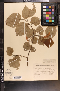 Tilia americana var. caroliniana image