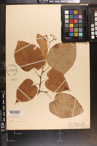 Tilia americana var. caroliniana image