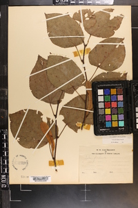 Tilia americana var. caroliniana image