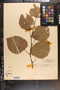 Tilia americana var. caroliniana image